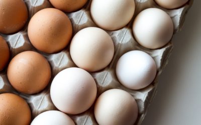 Egg-cellent protein choice